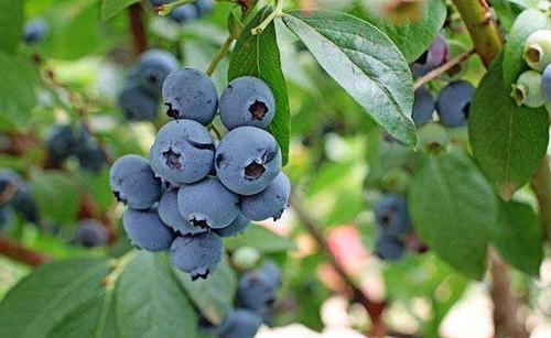 大连蓝莓大棚来说适合什么样的蓝莓