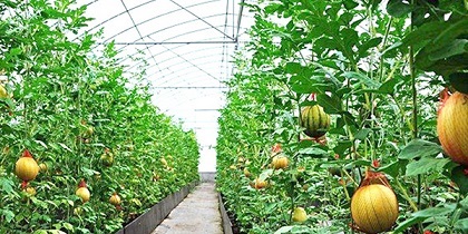 快来一起学大连水果大棚中种植草莓的技术